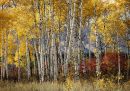 Aspens in Tetons